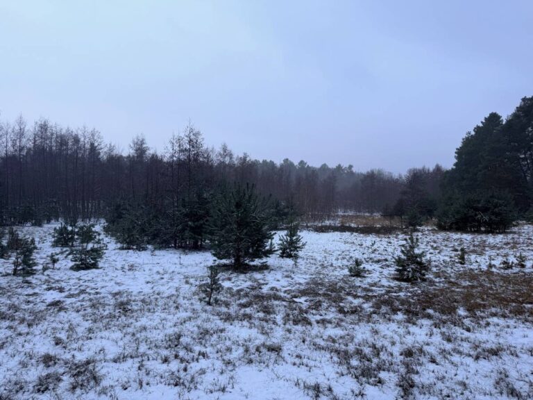 Winterlicher Wald mit Schnee bedeckt