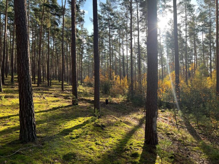 Sonniger Wald mit hohen Bäumen.