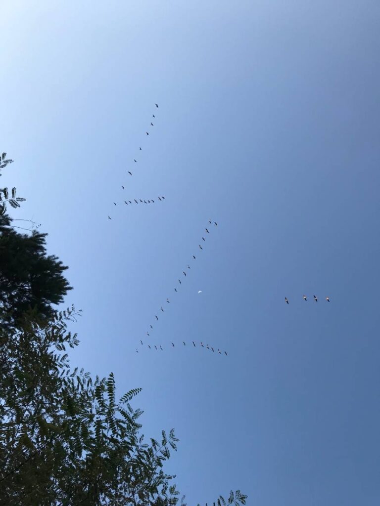 Vögel fliegen in V-Formation am Himmel.