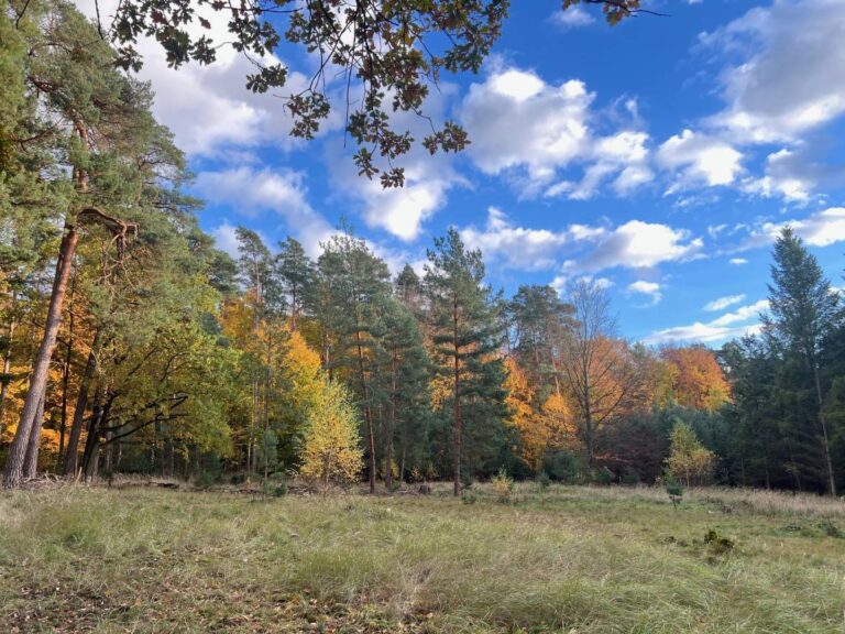 Herbstwald unter blauem Himmel