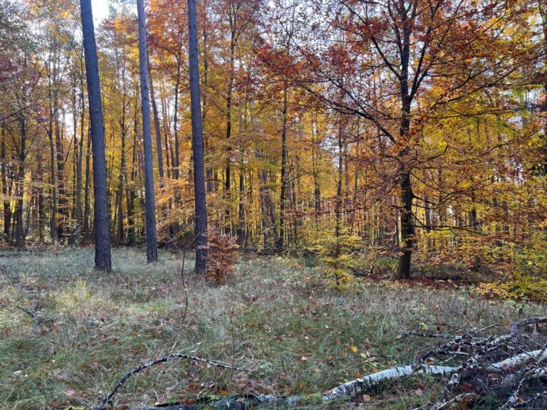Herbstwald mit buntem Laub