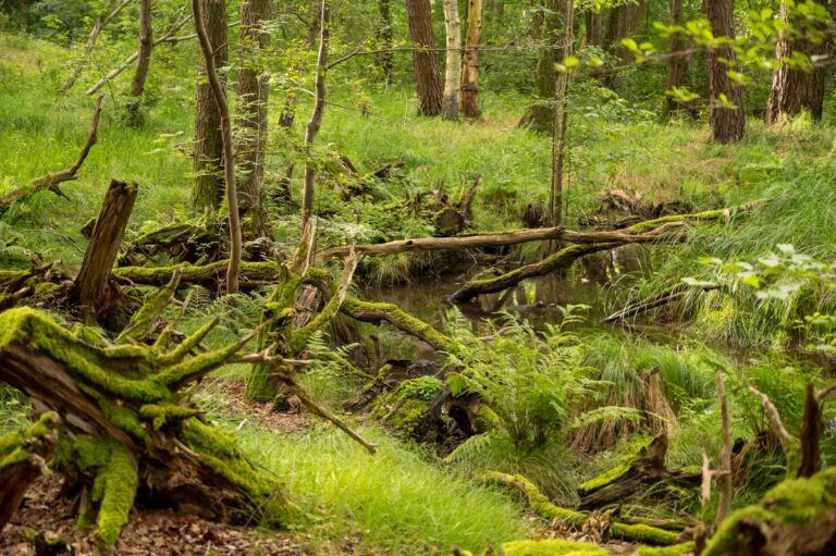 Wald mit Moos und Wasserlauf im Sommer