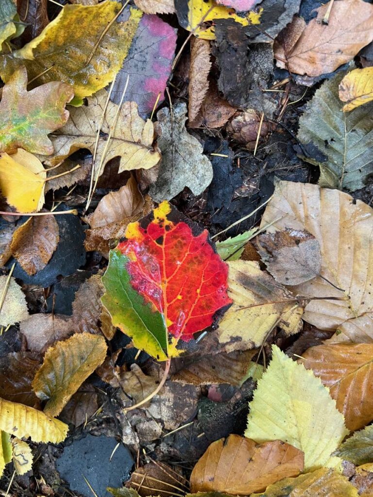 Bunte Herbstblätter auf dem Boden verteilt.