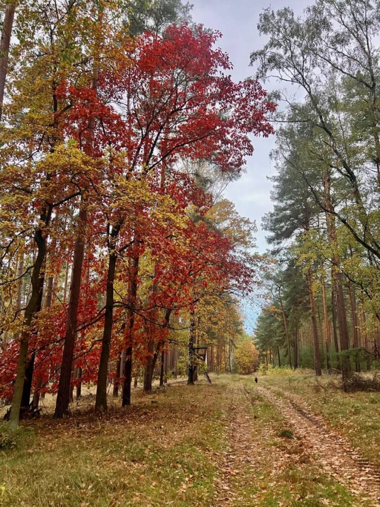 Herbstwald mit bunten Blättern und Pfad