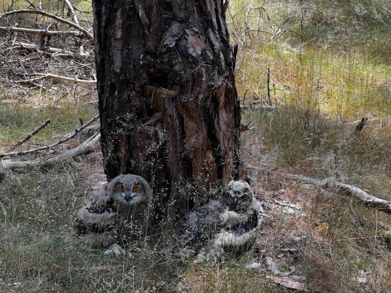 Zwei junge Eulen am Baumstamm im Wald versteckt.
