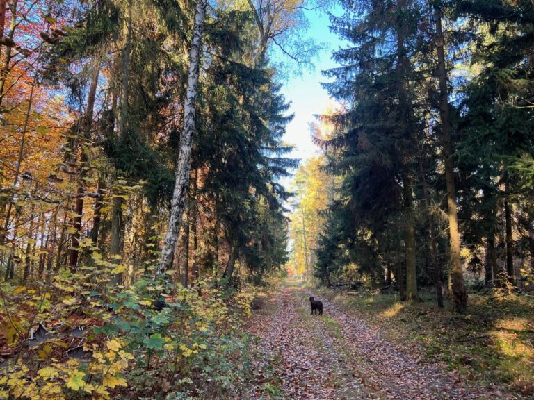 Herbstwaldpfad mit Hund