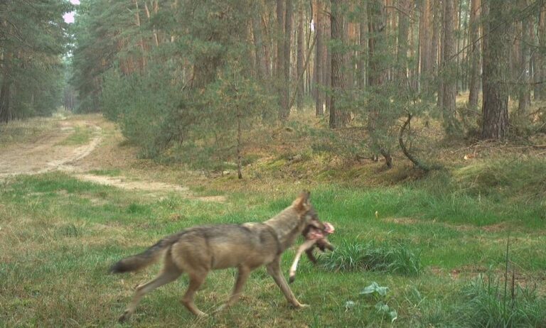Wolf mit Beute im Wald