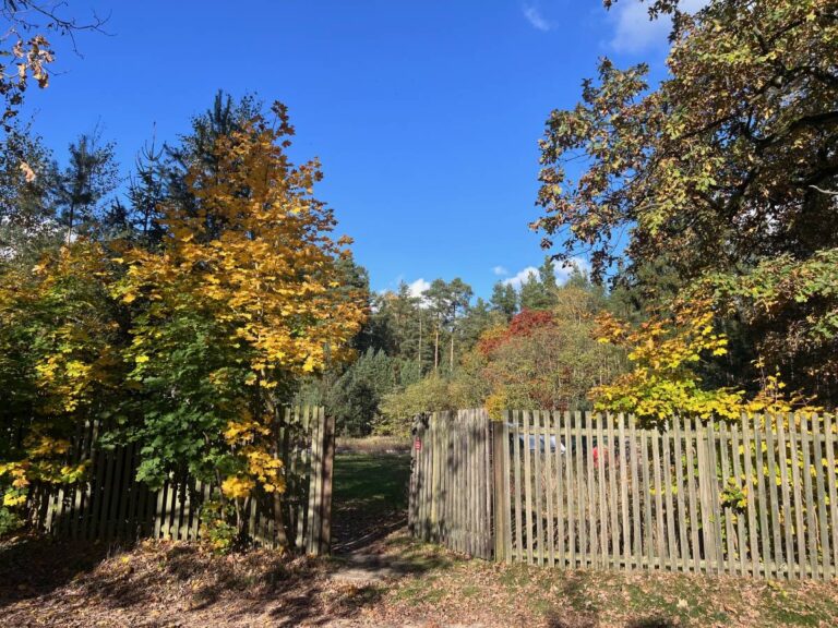 Herbstlandschaft mit offenem Holzzaun und Laubbäumen
