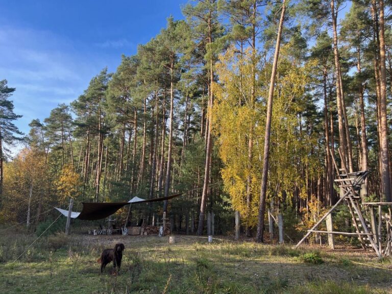 Waldszene mit Hund und Zelten im Herbstwald