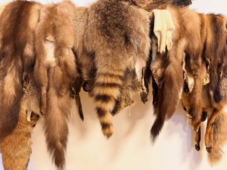 Über einer Stange hängen mehrere Felle vn Waschbär, Fuchs und Mardern