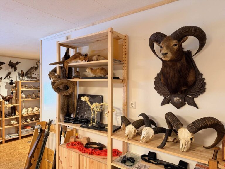 Wandregal mit ausgestopften Tieren und Schädeln.