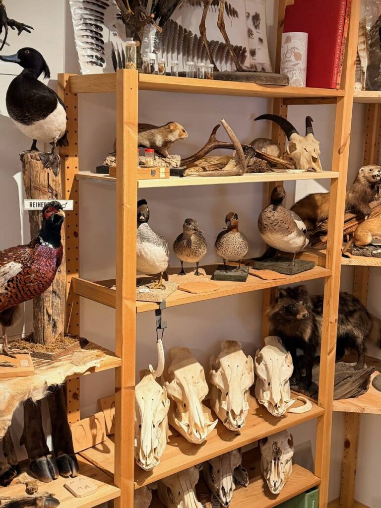 Regal mit präparierten Vögeln und Wilschweinschädeln