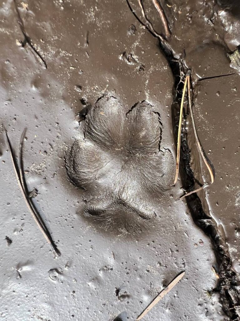 Tierpfotenabdruck im Schlamm