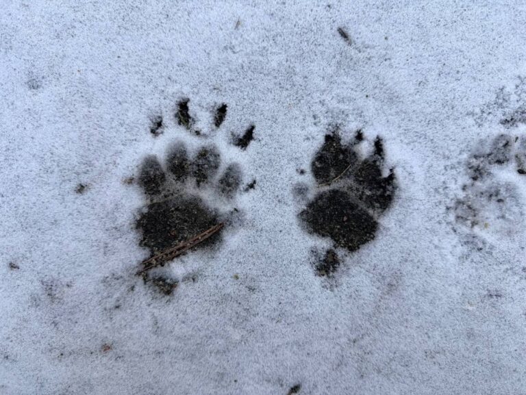 Tierpfotenabdrücke im Schnee
