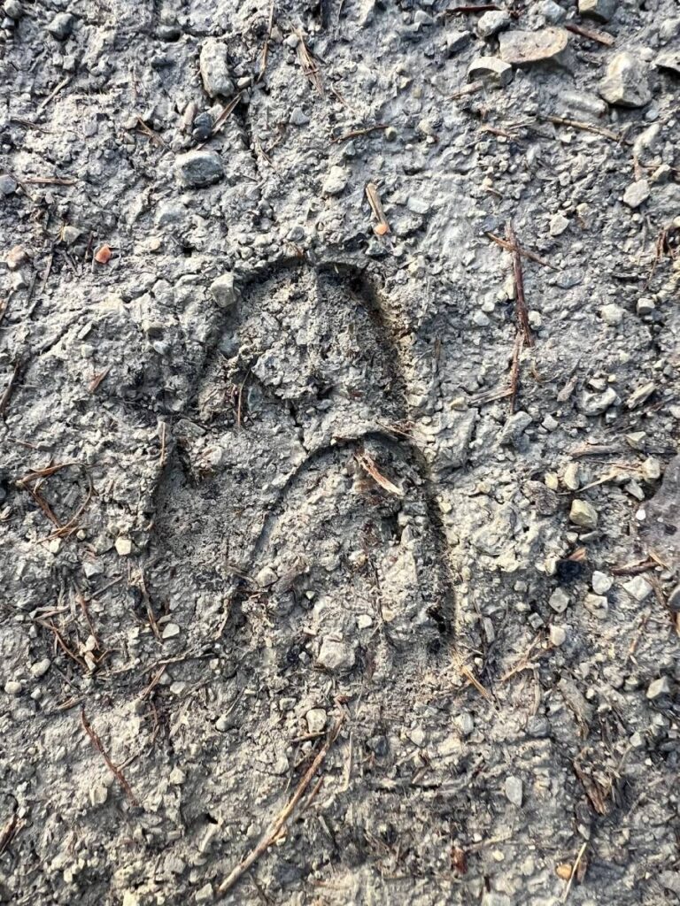 Hufabdruck im Schlamm auf Waldboden