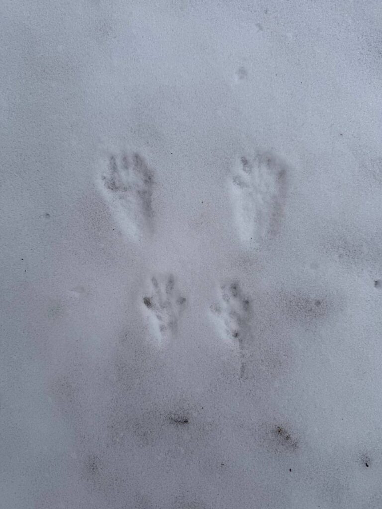 Tierpfotenabdrücke im Schnee
