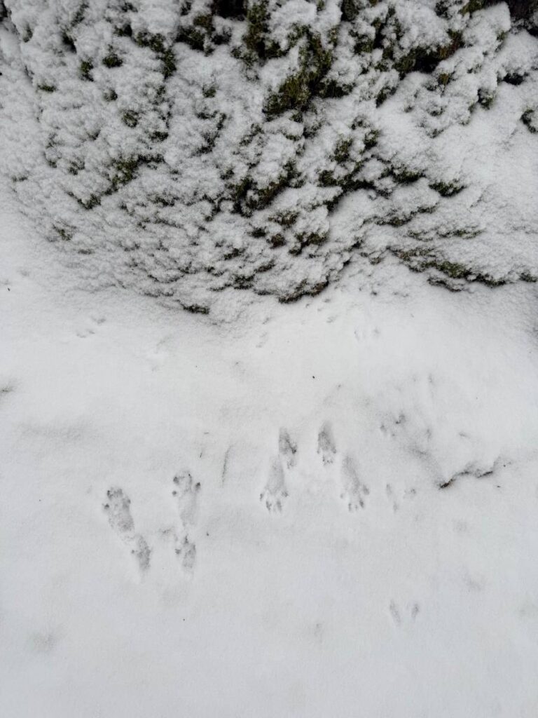Tierpfotenabdrücke im Schnee neben einem Baumstamm.