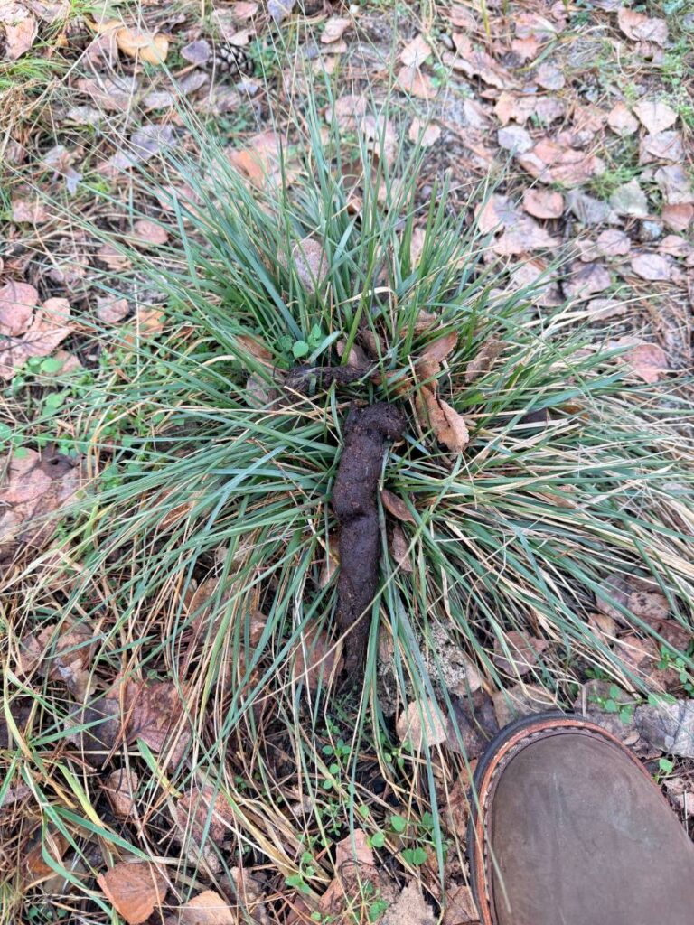 Grasbüschel im Herbstlaub auf Waldboden