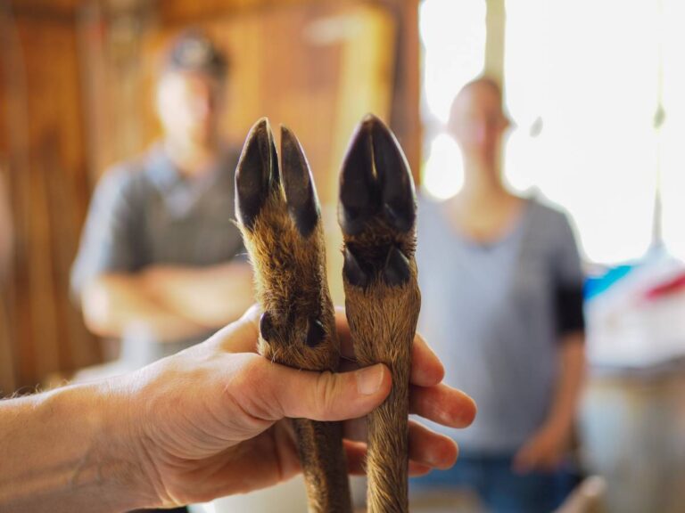 Hand hält zwei Tierhufe hoch.