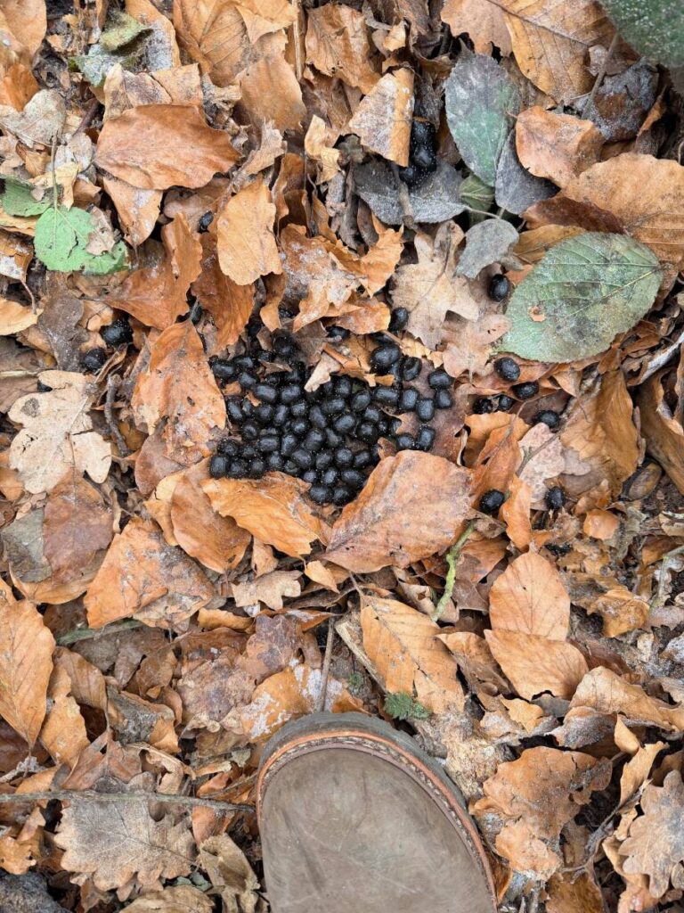 Wildkot im Laubwald auf dem Boden