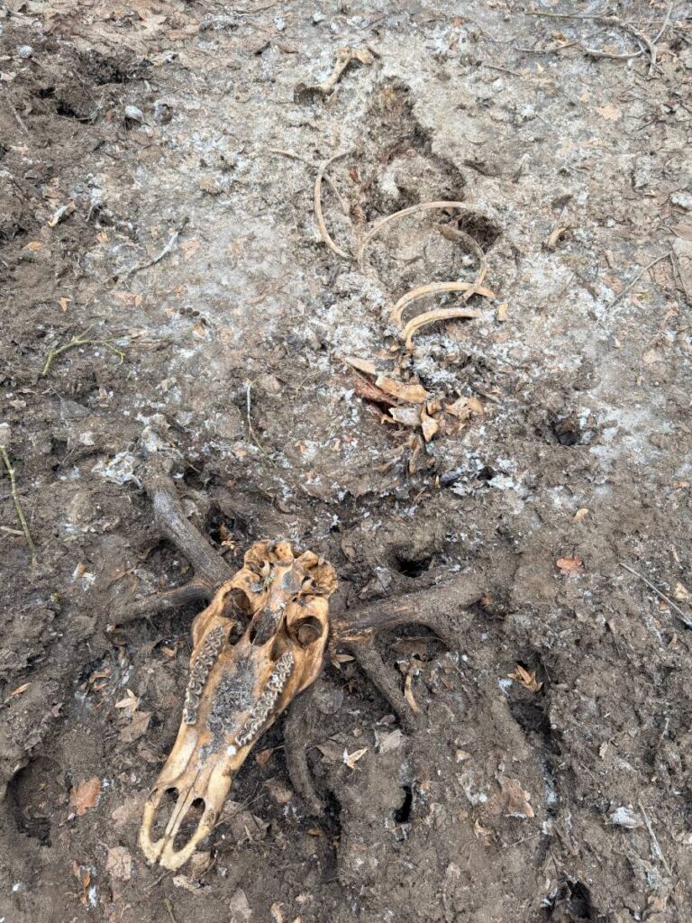 Tierknochen im Wald auf dem Boden liegend.