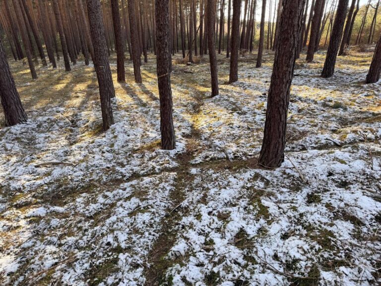 Winterwald mit Schneebedecktem Boden