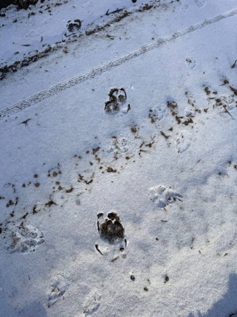 Tierspuren im Schnee