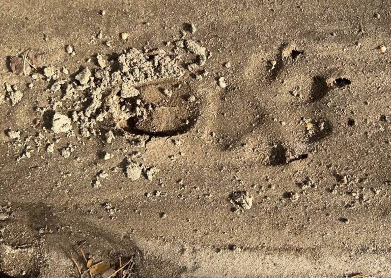 Spuren im Sand auf einem Weg