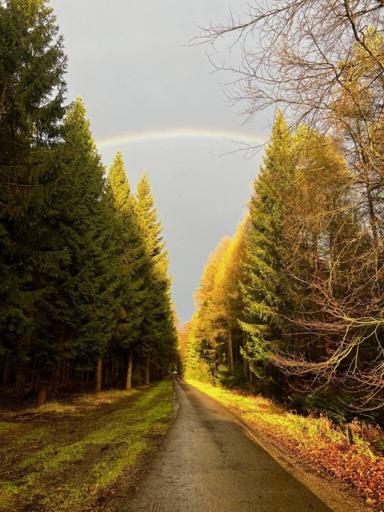 Regenbogen über Waldweg bei Sonnenuntergang.