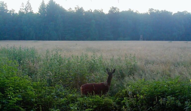 Reh auf einem Feld vor Waldkulisse