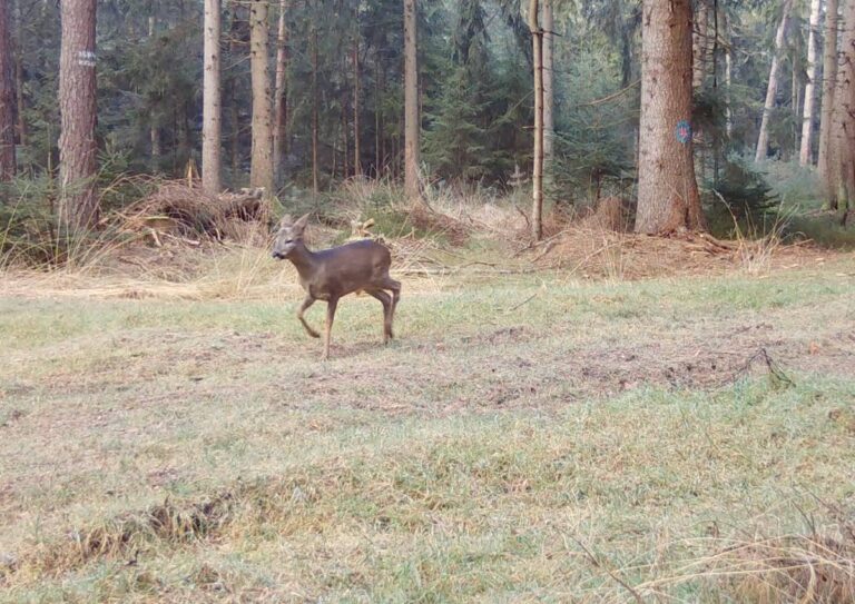 Wildtier in einem Waldgebiet