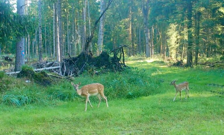 Zwei Rehe im Wald auf grüner Wiese.