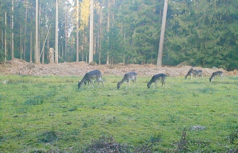 Hirsche auf einer Lichtung im Wald
