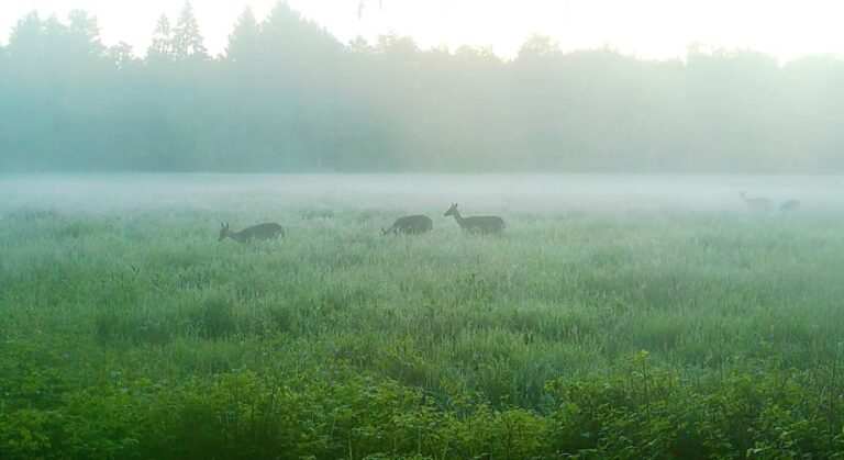 Rehe im Nebel auf einer Wiese