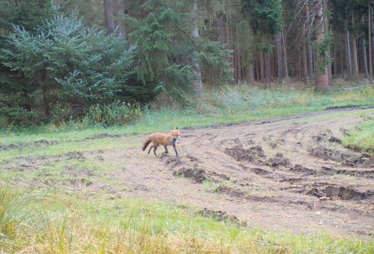 Fuchs läuft durch den Waldweg