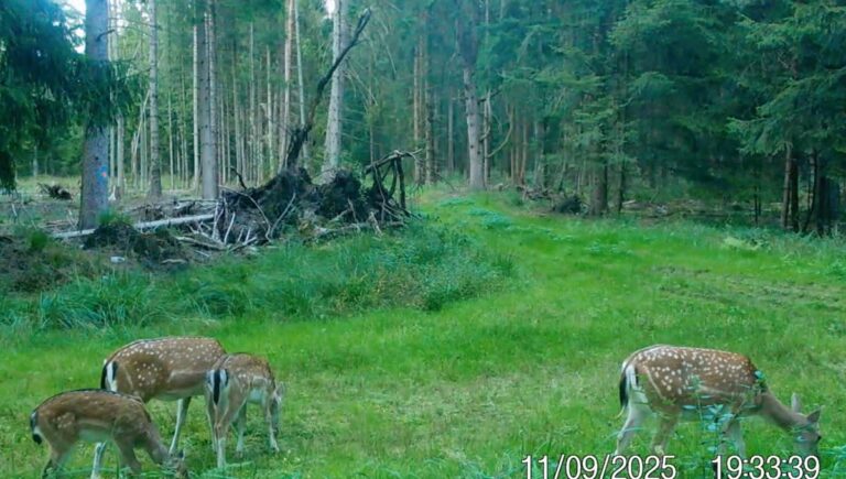 Drei Rehe grasen im Wald.