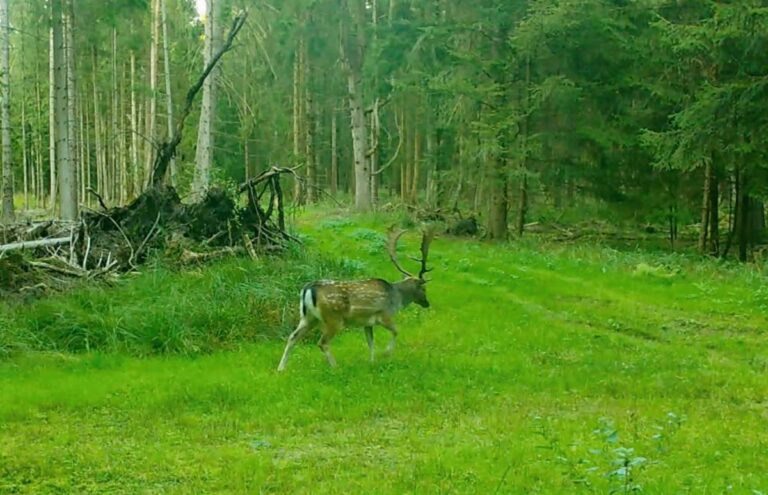 Hirsch im Wald auf grünem Gras gehend.