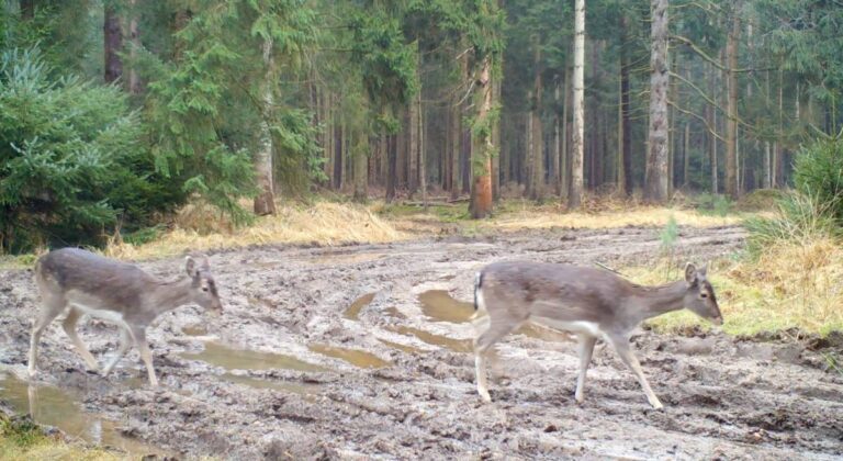 Zwei Rehe im Wald auf matschigem Boden.