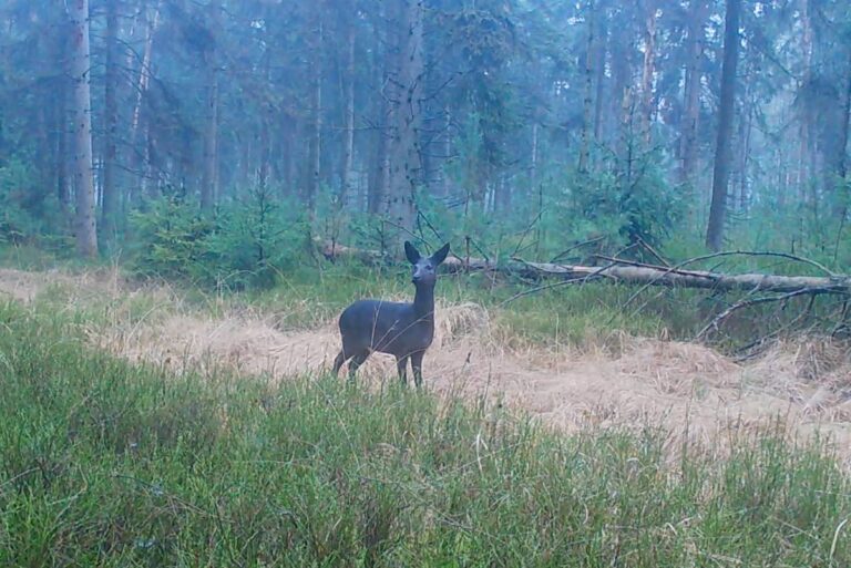 Reh im Wald vor umgestürztem Baum.
