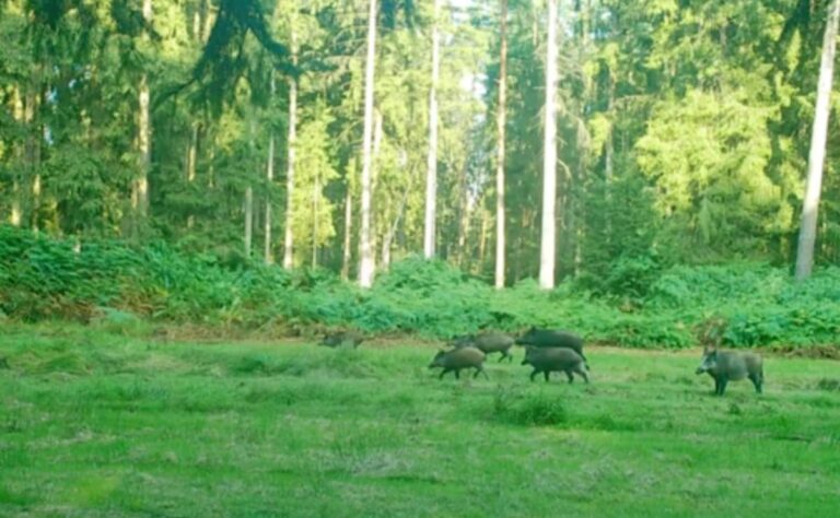 Wildschweine im Wald auf einer Wiese