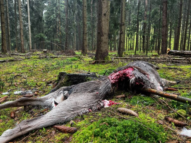 Verendetes Tier im Wald auf dem Boden liegend.
