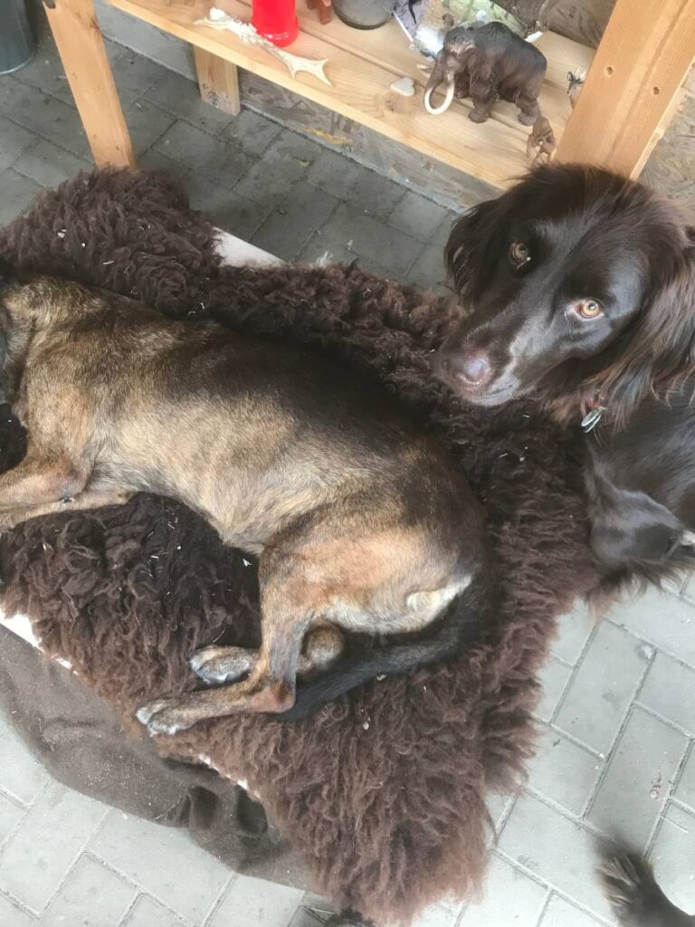 Ein Hund sitzt neben einem liegenden Hund vor einem Regal