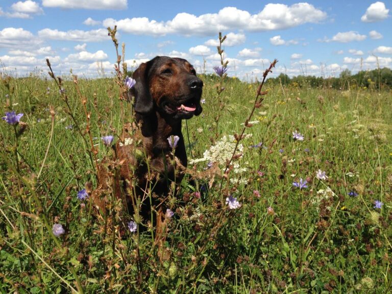 Hund in Blumenwiese