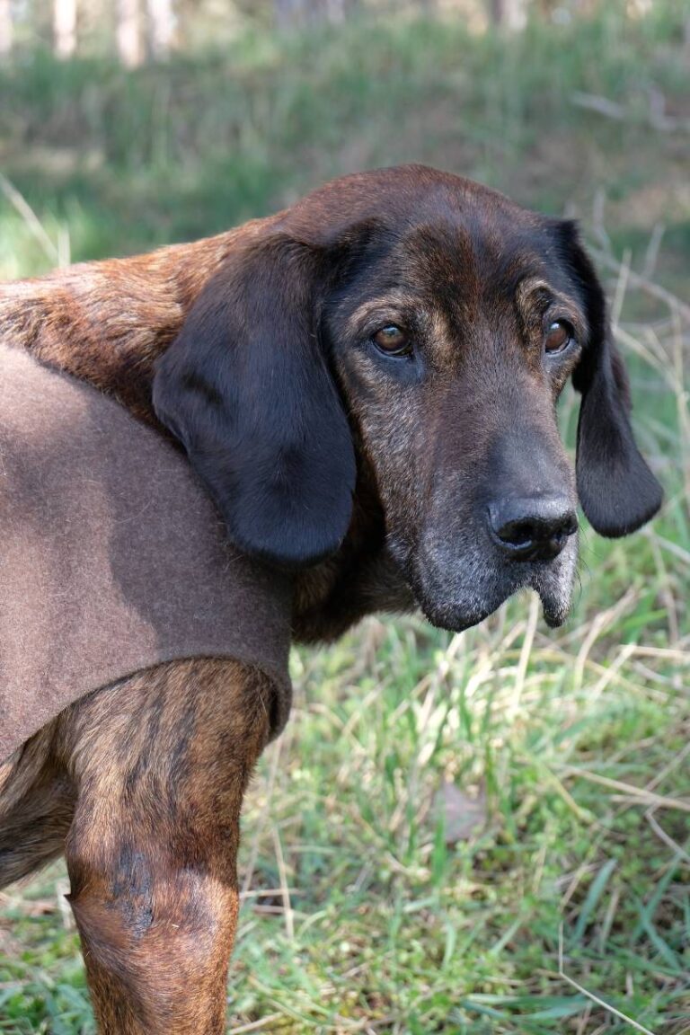 Portrait von Hund mit Wollmantel