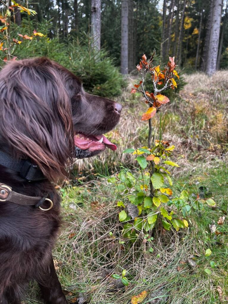 Hund im Wald neben kleinen bunten Büschen
