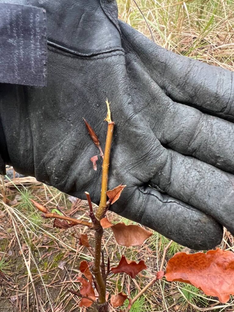 Schwarzer Handschuh hält kleine Pflanze im Wald.