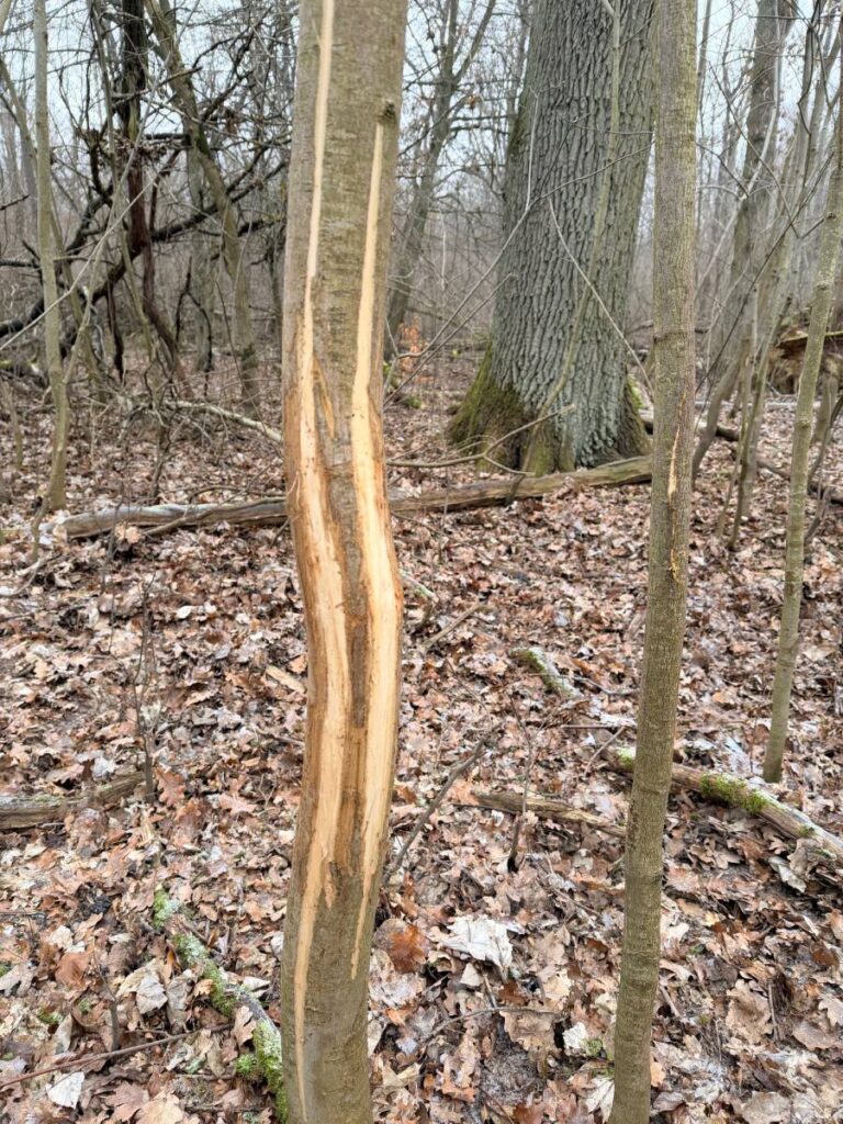 Beschädigter Baum im winterlichen Wald.