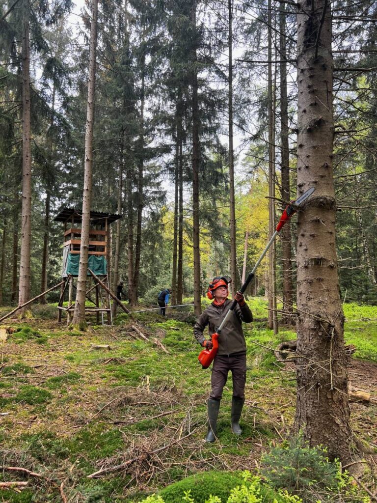 Mann schneidet Baumäste im Wald ab.