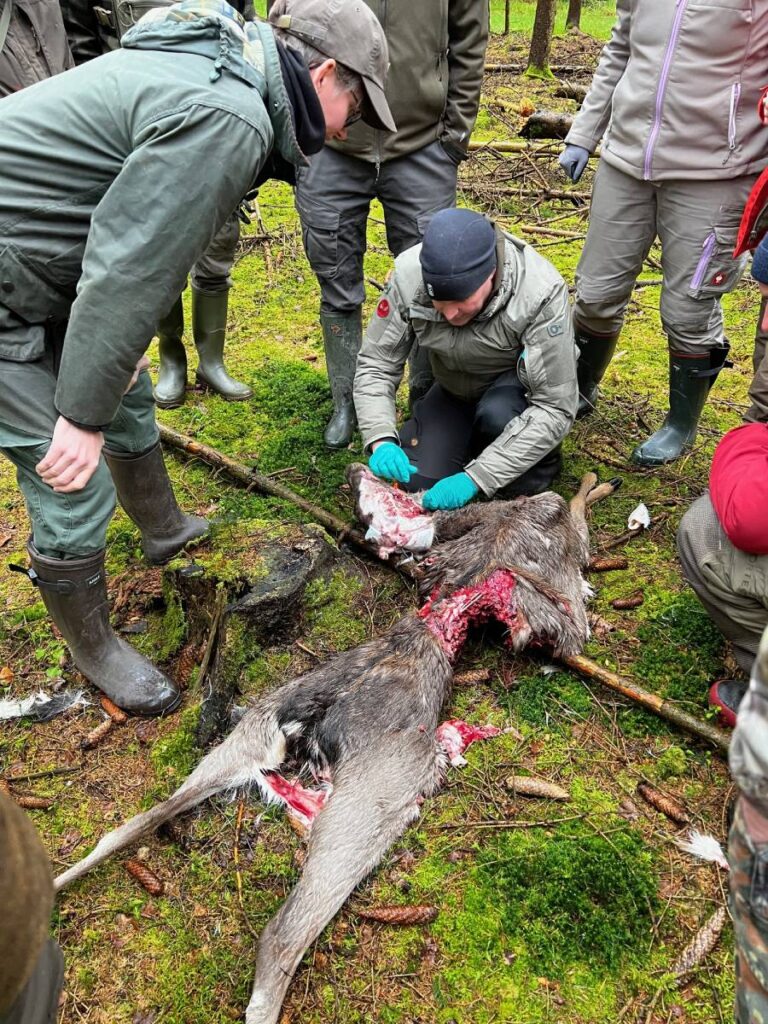 Wald, Wildtieruntersuchung durch Personen in Uniformen